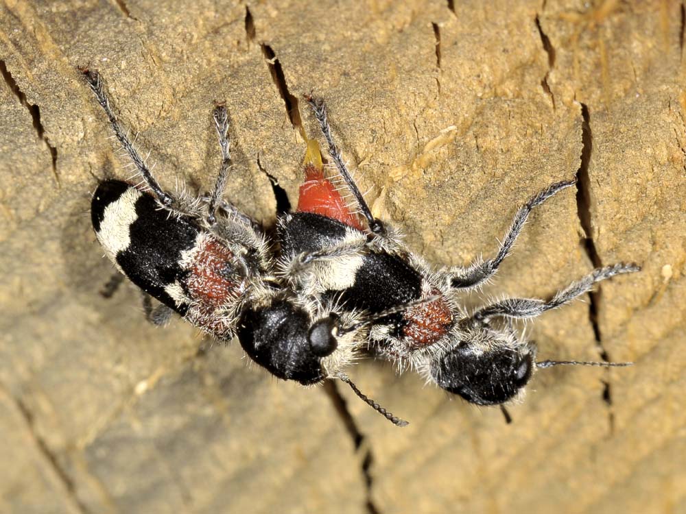 Clerus mutillarius